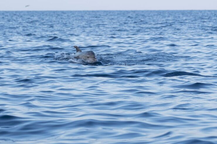 Vrsar: Dolphin Sunset Adventure With Speedboat - Activity Details