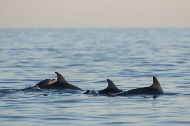 Vrsar: Dolphin Sunset Adventure With Speedboat - Customer Reviews