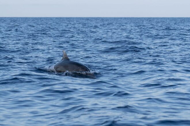 Vrsar: Dolphin Sunset Adventure With Speedboat - Booking Information