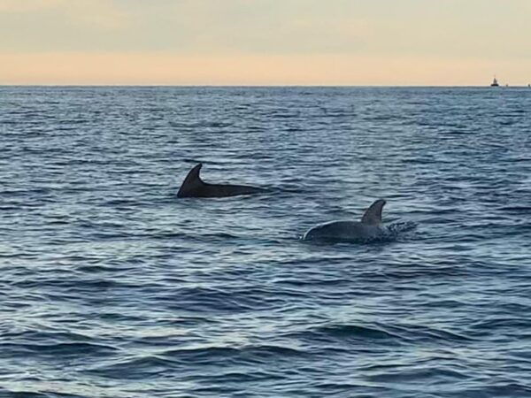 Vrsar: Dolphin Sunset Adventure With Speedboat - Frequently Asked Questions