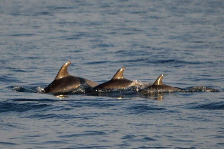 Vrsar: Dolphin Watching Boat Tour Including Drinks - Activity Details