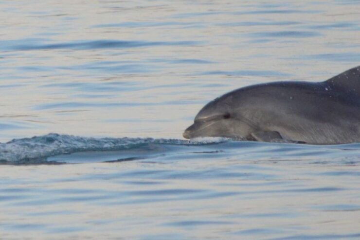 Vrsar: Dolphin Watching Boat Tour Including Drinks - Experience Highlights