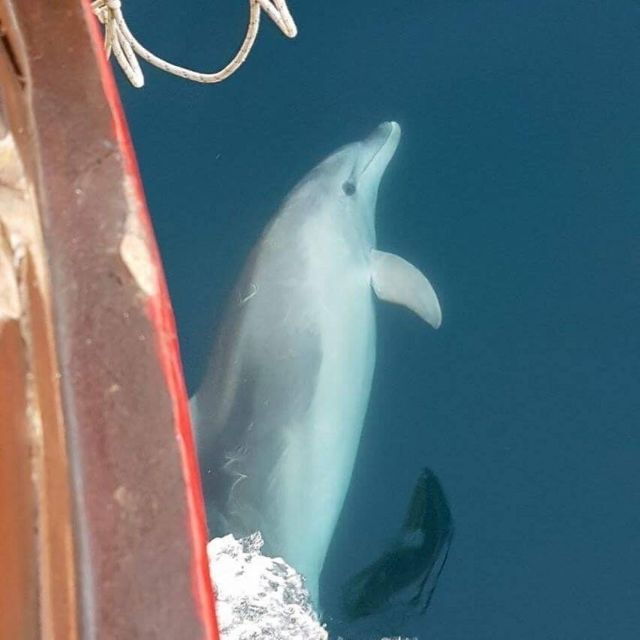 Vrsar: Dolphin Watching Boat Tour Including Drinks - Accessibility and Cancellation Policy