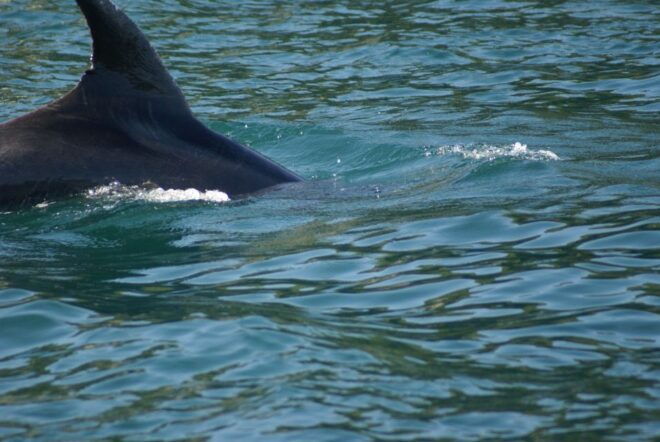 Vrsar: Dolphin Watching Boat Tour Including Drinks - Inclusions and Onboard Experience