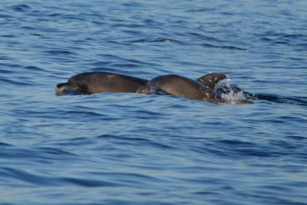 Vrsar: Dolphin Watching Boat Tour Including Drinks - Customer Ratings and Booking Details