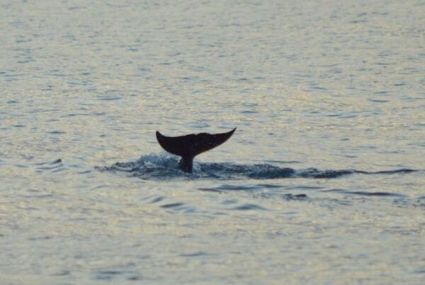 Vrsar: Dolphin Watching Boat Tour Including Drinks - The Sum Up