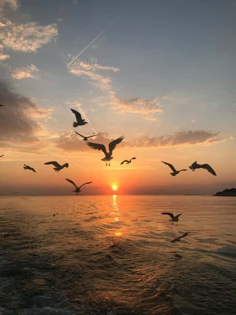 VRSAR: Night Boat Tour to Rovinj with Dolphin Watching - Practical Details and Value