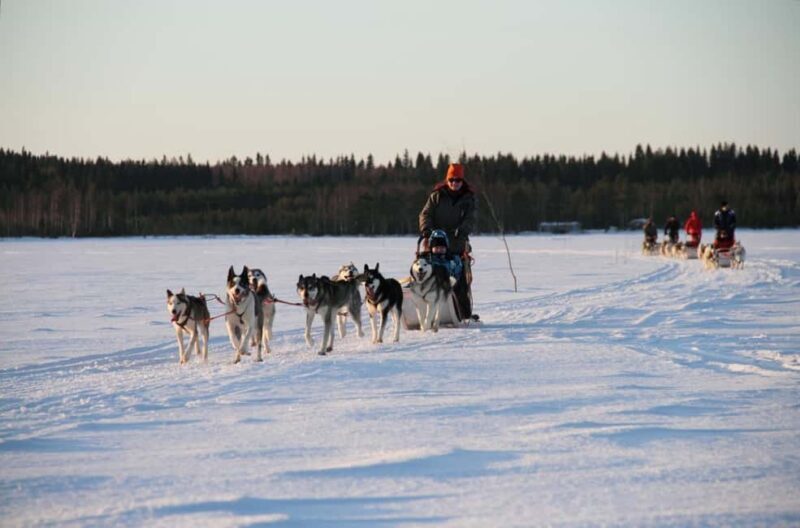 Vuokatti: Husky Sled Ride with Hot Berry Juice & Biscuits - Good To Know