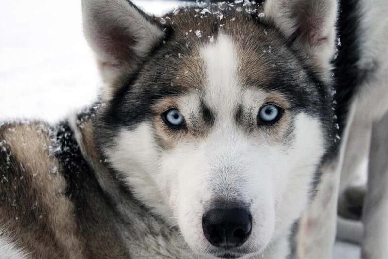 Vuokatti: Husky Sled Ride with Hot Berry Juice & Biscuits - Meeting the Huskies