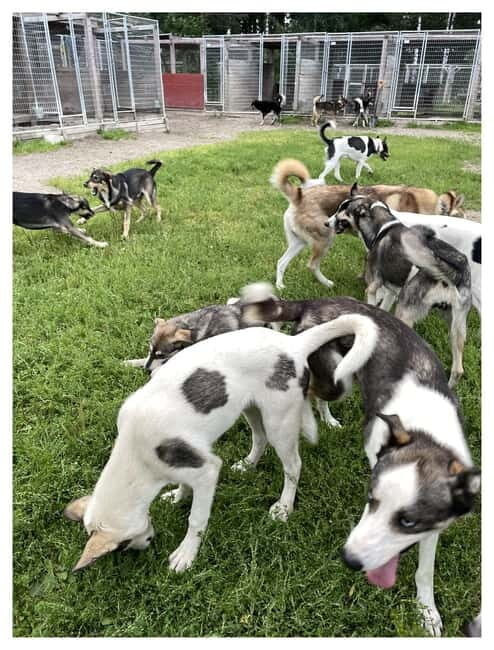 Vuokatti: Life with Huskies Experience - Good To Know