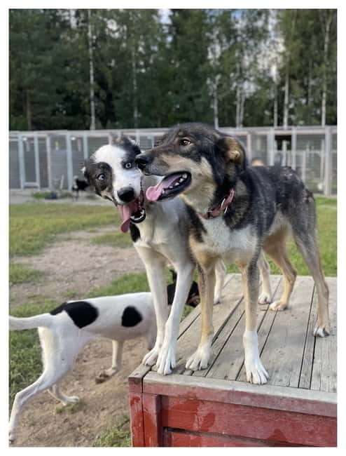 Vuokatti: Life with Huskies Experience - What is the "Life with Huskies" Experience?