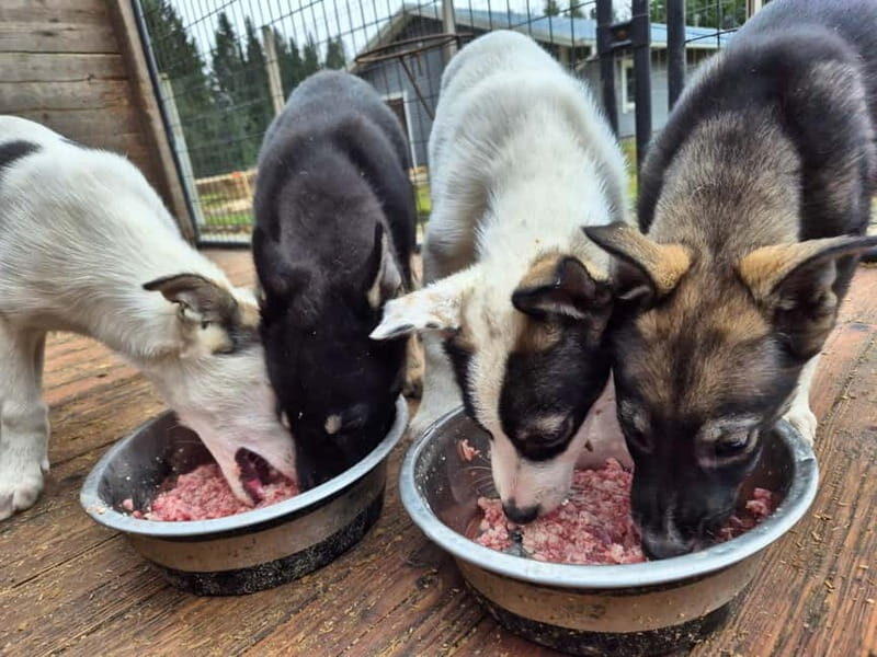 Vuokatti: Life with Huskies Experience - Practicalities and Logistics