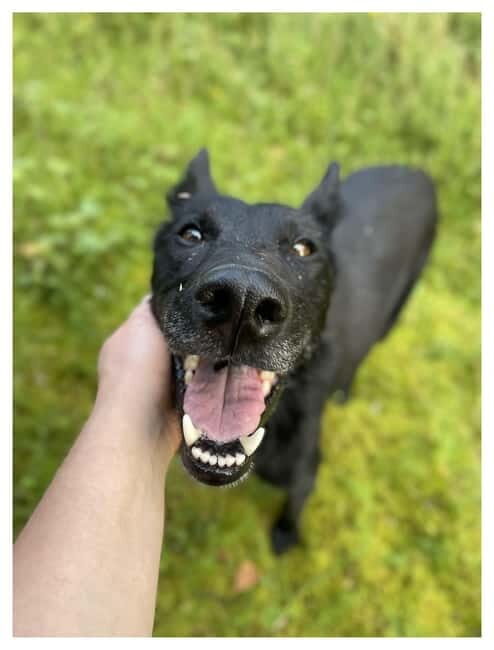 Vuokatti: Life with Huskies Experience - Is This Tour Right for You?