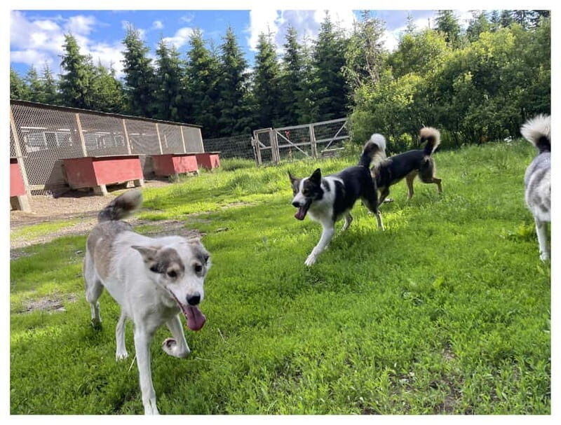 Vuokatti: Life with Huskies Experience - FAQ