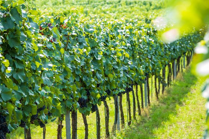 Wachau Valley Kayak & Wine Tour - What to Expect