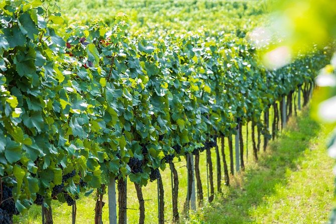 Wachau With a Difference - Scenic River Cruising Opportunities