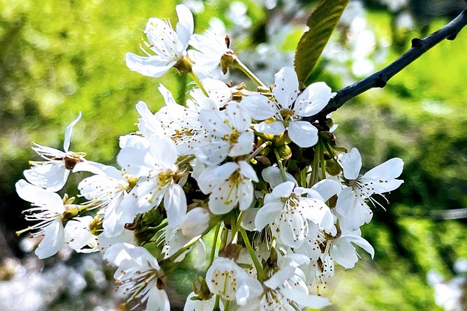Wachau World Heritage Hike - Cancellation Policy