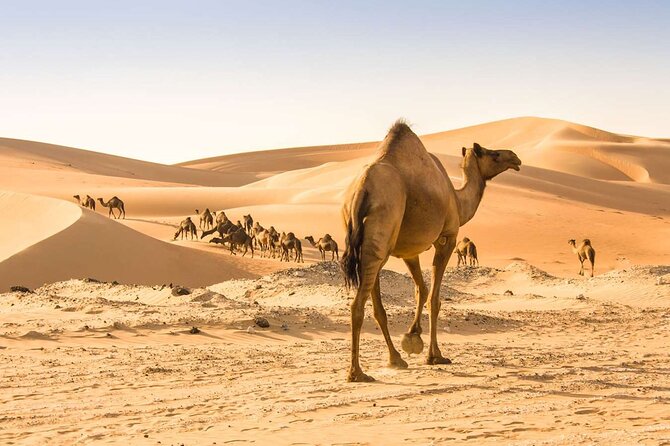 Wadi Bani Khaled & Desert Safari - Muscat, Oman - Inclusions and Logistics