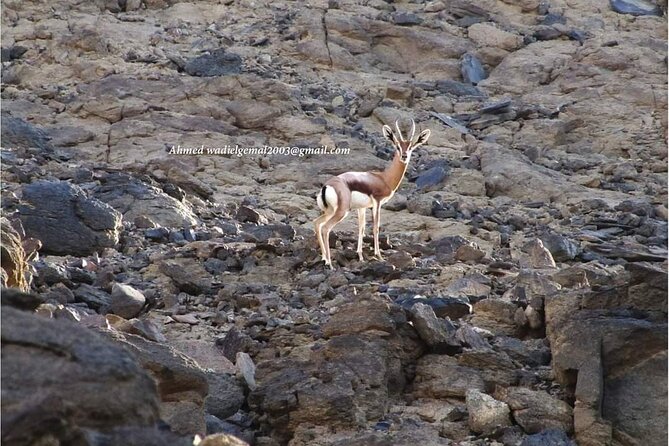 Wadi El Gamal Amazing Day Jeep Safari Full Day With Bedouin Dinner - Marsa Alam - Pickup Details
