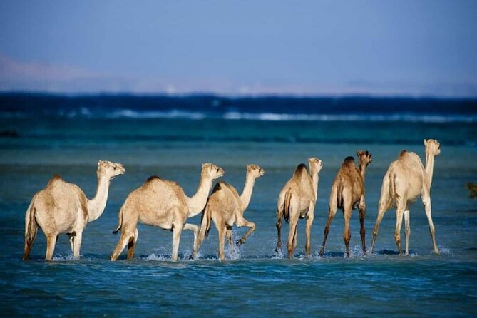 Wadi El Gemal National Park Hald Day Trek in Marsa Alam - Marsa Alams Naturalist Guided Trek