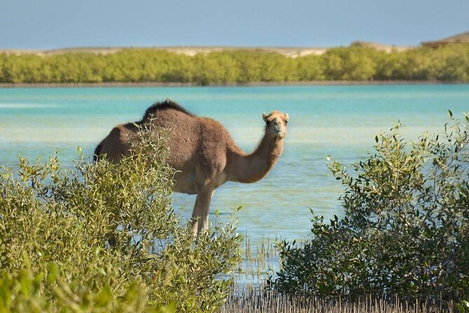Wadi El Gemal National Park Hald Day Trek in Marsa Alam - Booking Confirmation and Requirements