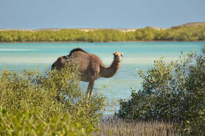 Wadi El Gemal National Park Hald Day Trek in Marsa Alam - Flexible Cancellation Policy