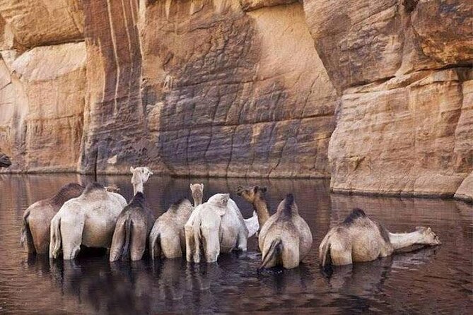 Wadi El Gemal National Park Hald Day Trek in Marsa Alam - Additional Booking Options and Guarantees