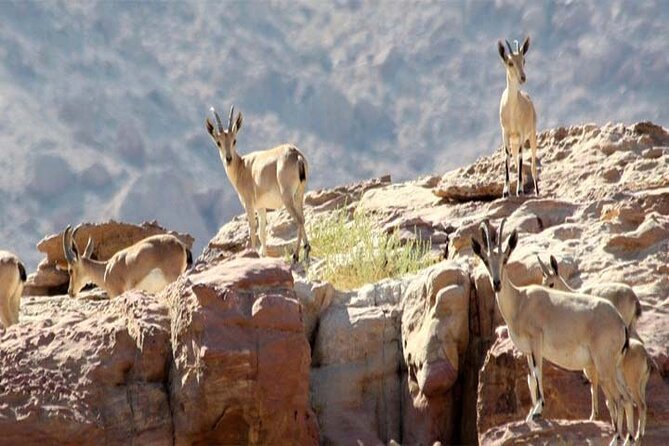 Wadi Mujib Ibex Trail Hiking Experience With Amman Tour & Panorama Dead Sea - Good To Know