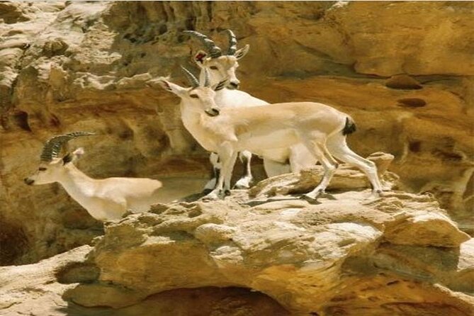 Wadi Mujib Ibex Trail Hiking Experience With Amman Tour & Panorama Dead Sea - Trail Highlights