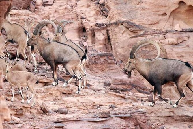 Wadi Mujib Ibex Trail Hiking Experience With Amman Tour & Panorama Dead Sea - Customer Reviews
