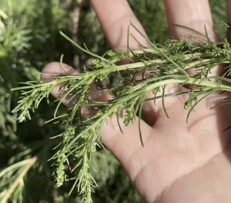 Wagyu steak & Traditional cooking at Ufuyaa - Final Thoughts