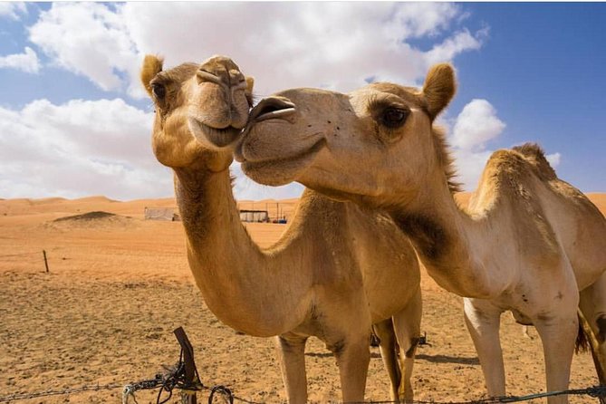 Wahiba Sands (Desert Tour) Price per Vehicle) - The Sum Up