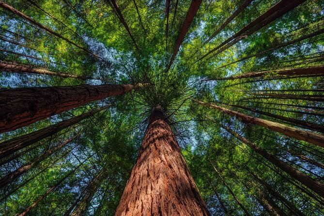 Wai-O-Tapu to Redwoods and Secret Spot - Redwoods Forest Walk