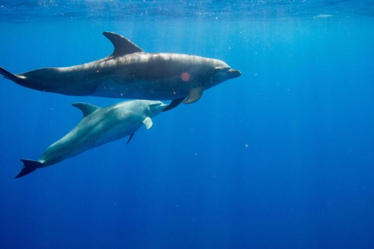 Waianae, Oahu: Swim With Dolphins (Semi-Private Boat Tour) - Good To Know