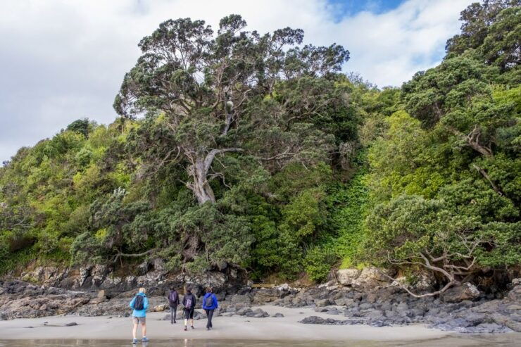 Waiheke Island: Forest and Beach Premium Guided Walk - Booking Details