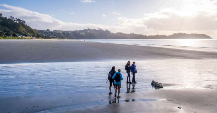 Waiheke Island: Forest and Beach Premium Guided Walk - Experience Highlights