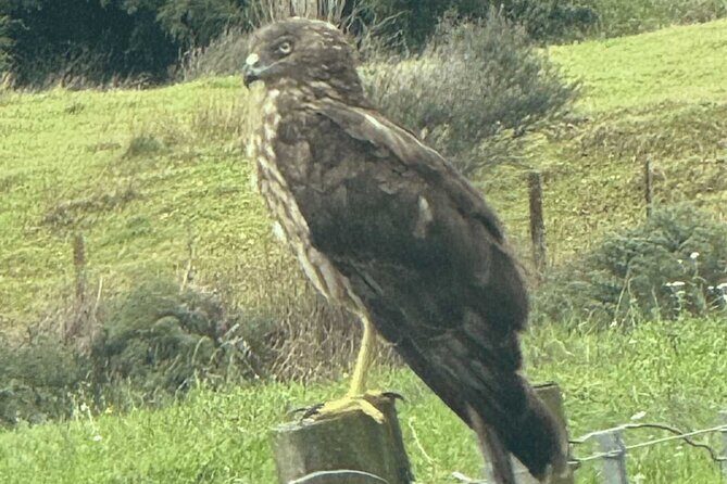 Waiheke Island Private Birding Tour - The Itinerary Breakdown: What to Expect