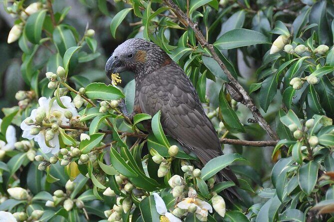 Waiheke Island Private Birding Tour - What You’ll Love About the Experience