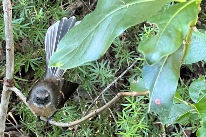 Waiheke Island Private Birding Tour - Final Thoughts