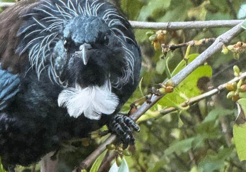 Waiheke Island: Private Birding Tour | Terra & Tide - Introduction to the Waiheke Birding Experience