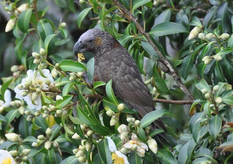 Waiheke Island: Private Birding Tour | Terra & Tide - Authentic Experiences and Hidden Gems