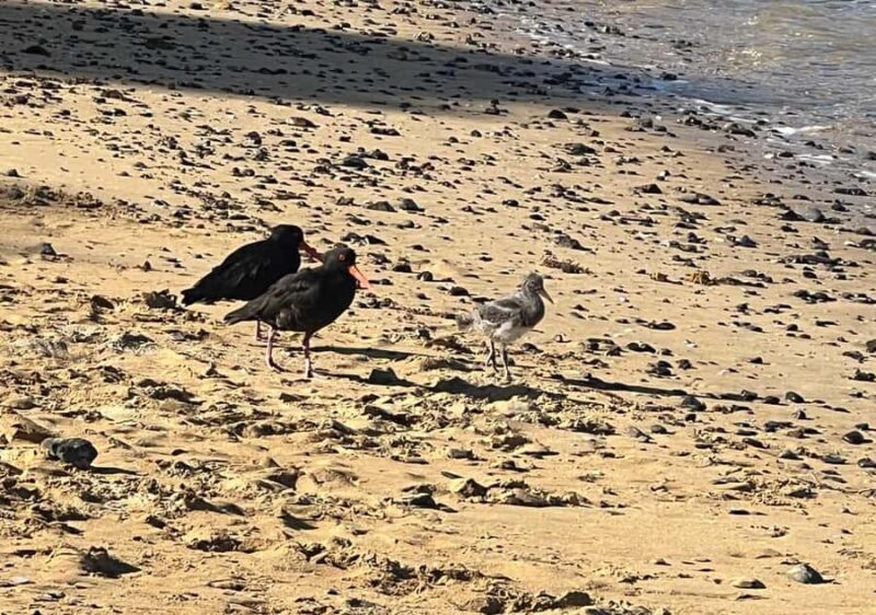 Waiheke Island: Private Birding Tour | Terra & Tide - Practical Considerations