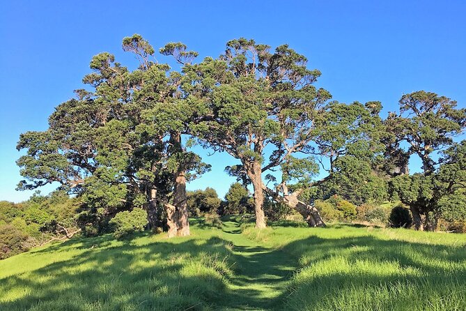 Waiheke Island Private Bush and Beach Walk - Price and Terms