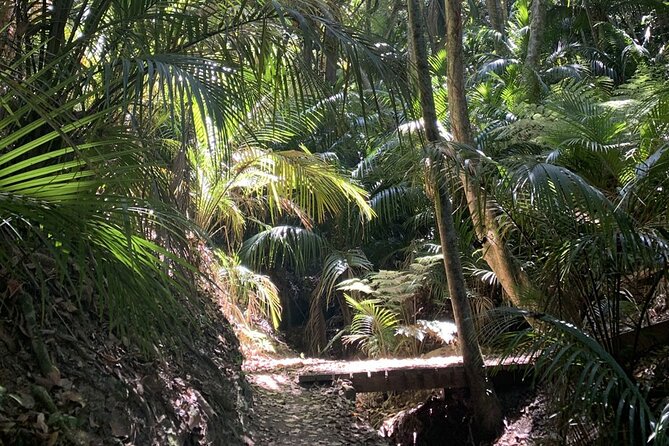 Waiheke Island Private Forest Therapy Walk - Overview and Booking Information