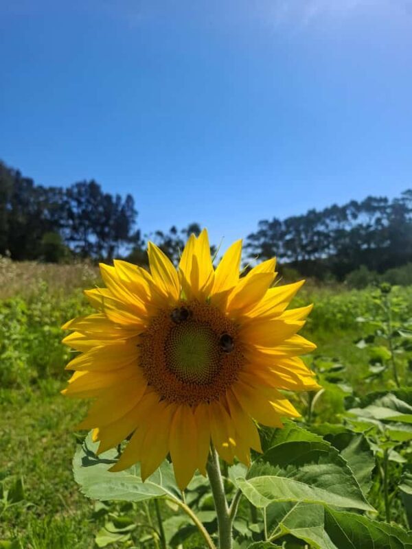 Waiheke Island: Sip and Savor 3 Vineyards Tour with Lunch - Good To Know