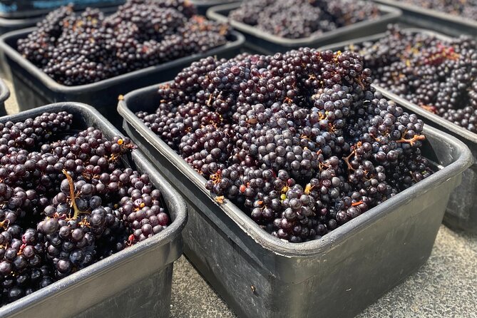 Waiheke Island: Sip & Savour Tour - Options for Rescheduling and Refunds