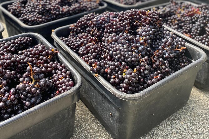 Waiheke Island Winery Tour - Additional Information and Help Center