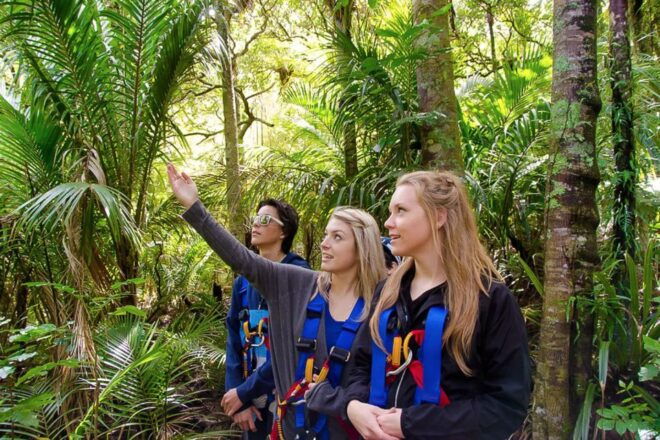 Waiheke Island: Zipline and Native Forest Adventure Trip - Full Description