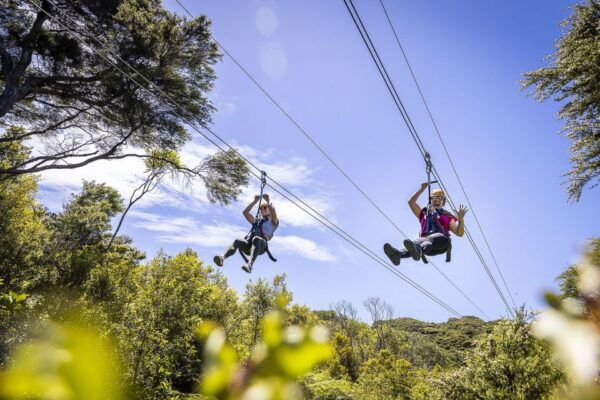 Waiheke Island: Zipline and Native Forest Adventure Trip - Safety Measures