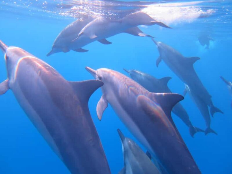 Waikiki: AM Paradise Honu Snorkeling - An Overview of the Experience